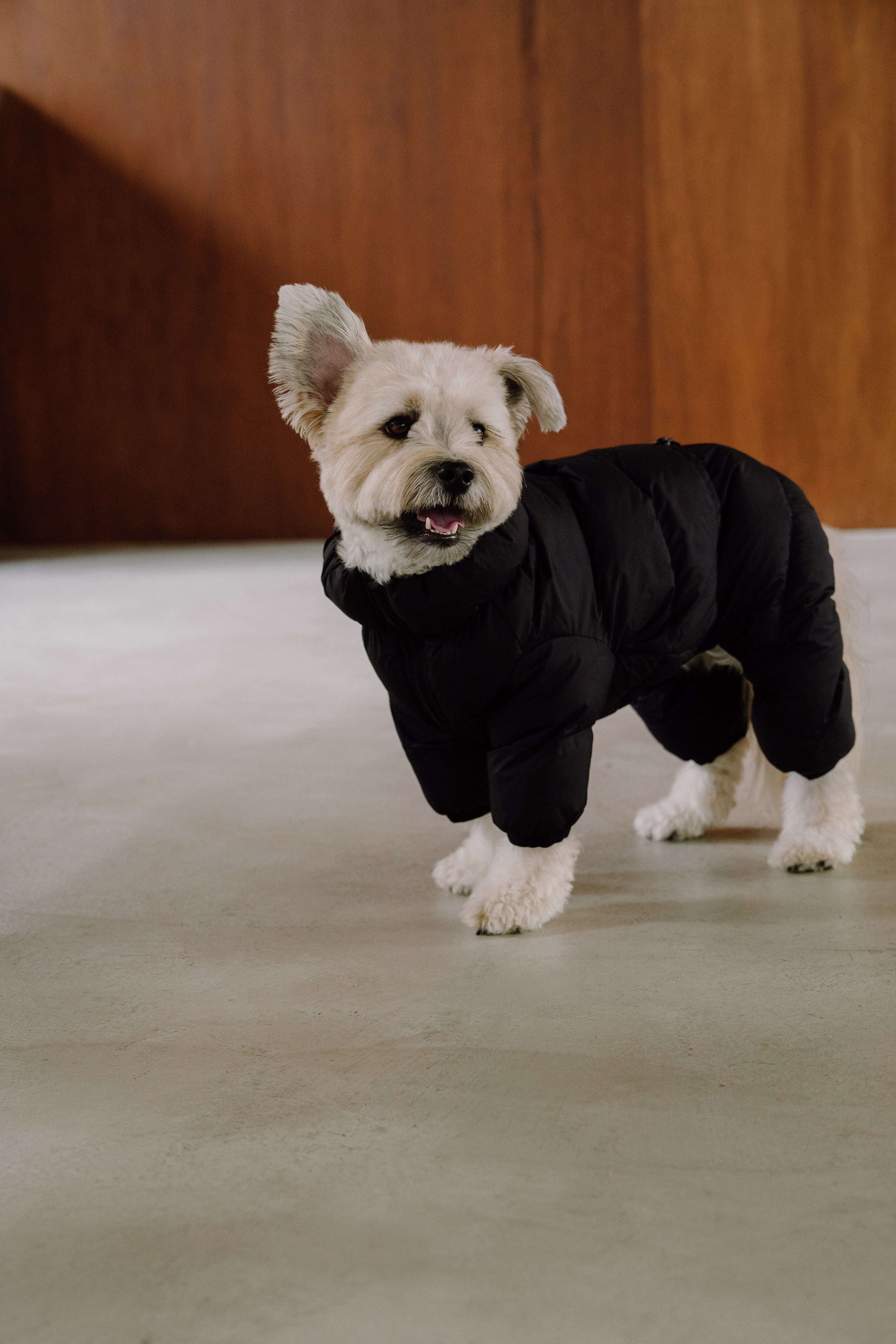 Down filled outlet dog coat